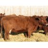 Image 1 : O'Hara Farms Ltd. - 18 Red X 10-12 Year Old Cows (Picture Butte, AB)