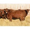 Image 2 : O'Hara Farms Ltd. - 18 Red X 10-12 Year Old Cows (Picture Butte, AB)