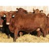 Image 3 : O'Hara Farms Ltd. - 18 Red X 10-12 Year Old Cows (Picture Butte, AB)