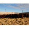 Image 4 : O'Hara Farms Ltd. - 18 Red X 10-12 Year Old Cows (Picture Butte, AB)