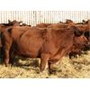 Image 5 : O'Hara Farms Ltd. - 18 Red X 10-12 Year Old Cows (Picture Butte, AB)