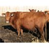 Image 7 : O'Hara Farms Ltd. - 18 Red X 10-12 Year Old Cows (Picture Butte, AB)