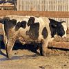 Image 5 : Beumer Cattle Company - 875# Steers - 175 Head (Readymade, AB)
