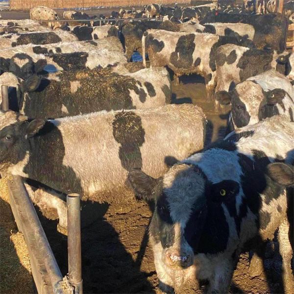 Beumer Cattle Company - 875# Steers - 175 Head (Readymade, AB)