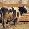 Image 4 : Beumer Cattle Company - 875# Steers - 175 Head (Readymade, AB)