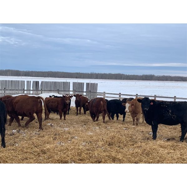 Sharko Land & Cattle - 875# Heifers - 89 Head (Carrot River, SK)