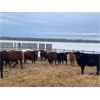 Image 1 : Sharko Land & Cattle - 875# Heifers - 89 Head (Carrot River, SK)