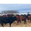 Image 2 : Sharko Land & Cattle - 875# Heifers - 89 Head (Carrot River, SK)