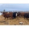 Image 3 : Sharko Land & Cattle - 875# Heifers - 89 Head (Carrot River, SK)