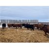 Image 4 : Sharko Land & Cattle - 875# Heifers - 89 Head (Carrot River, SK)