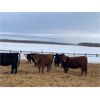 Image 5 : Sharko Land & Cattle - 875# Heifers - 89 Head (Carrot River, SK)