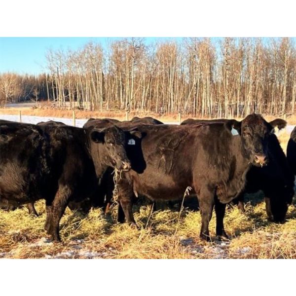 BN Ranch - 40 Black Simm-Angus Bred Cows (Boyle, AB)