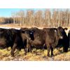 Image 1 : BN Ranch - 40 Black Simm-Angus Bred Cows (Boyle, AB)