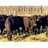 Image 2 : BN Ranch - 40 Black Simm-Angus Bred Cows (Boyle, AB)