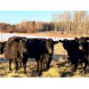 Image 4 : BN Ranch - 40 Black Simm-Angus Bred Cows (Boyle, AB)