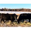 Image 5 : BN Ranch - 40 Black Simm-Angus Bred Cows (Boyle, AB)