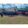 Image 7 : BN Ranch - 40 Black Simm-Angus Bred Cows (Boyle, AB)
