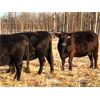 Image 3 : BN Ranch - 40 Black Simm-Angus Bred Cows (Boyle, AB)