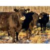 Image 6 : BN Ranch - 40 Black Simm-Angus Bred Cows (Boyle, AB)