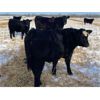 Image 1 : Diamond B Ranch - 720# Steer Calves - 83 Head (Livelong, SK)