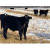Image 3 : Diamond B Ranch - 720# Steer Calves - 83 Head (Livelong, SK)