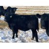 Image 4 : Diamond B Ranch - 720# Steer Calves - 83 Head (Livelong, SK)