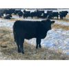 Image 5 : Diamond B Ranch - 720# Steer Calves - 83 Head (Livelong, SK)