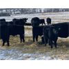 Image 6 : Diamond B Ranch - 720# Steer Calves - 83 Head (Livelong, SK)