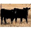 Image 2 : Morison Ranching - 529# Weaned Steers - 181 Head (Stoughton, SK)