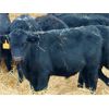 Image 4 : Morison Ranching - 529# Weaned Steers - 181 Head (Stoughton, SK)