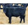 Image 5 : Morison Ranching - 529# Weaned Steers - 181 Head (Stoughton, SK)