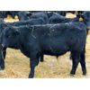 Image 6 : Morison Ranching - 529# Weaned Steers - 181 Head (Stoughton, SK)