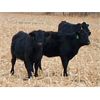 Image 2 : Morison Ranching - 504# Weaned Heifers - 181 Head (Stoughton, SK)