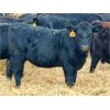 Image 4 : Morison Ranching - 504# Weaned Heifers - 181 Head (Stoughton, SK)