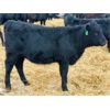 Image 5 : Morison Ranching - 504# Weaned Heifers - 181 Head (Stoughton, SK)