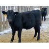 Image 6 : Morison Ranching - 504# Weaned Heifers - 181 Head (Stoughton, SK)