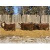 Image 2 : Marcinek/Winchester Cattle Company - 1150# Open Heifers - 53 Head (Condor, AB)