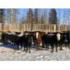 Image 3 : Marcinek/Winchester Cattle Company - 1150# Open Heifers - 53 Head (Condor, AB)