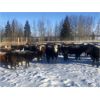 Image 4 : Marcinek/Winchester Cattle Company - 1150# Open Heifers - 53 Head (Condor, AB)