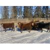 Image 5 : Marcinek/Winchester Cattle Company - 1150# Open Heifers - 53 Head (Condor, AB)