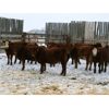 Image 1 : Mayfield Farming Co. - 860# Weaned Steers - 170 Head (Etzicom, AB)
