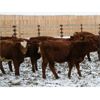 Image 2 : Mayfield Farming Co. - 860# Weaned Steers - 170 Head (Etzicom, AB)