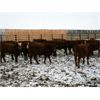 Image 3 : Mayfield Farming Co. - 860# Weaned Steers - 170 Head (Etzicom, AB)