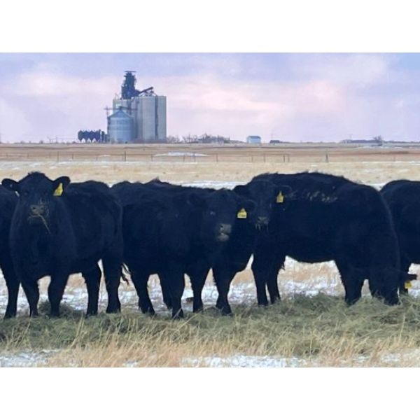 Diamond Bar T Ranching - 1000# Heifers - 80 Head (Carnduff, SK)