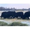Image 3 : Diamond Bar T Ranching - 1000# Heifers - 80 Head (Carnduff, SK)