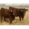 Image 2 : Clear Lake Farming Co. - 830# Replacement Heifers - 45 Head (Stavely, AB)