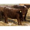 Image 3 : Clear Lake Farming Co. - 830# Replacement Heifers - 45 Head (Stavely, AB)