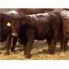 Image 4 : Clear Lake Farming Co. - 830# Replacement Heifers - 45 Head (Stavely, AB)