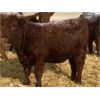 Image 5 : Clear Lake Farming Co. - 830# Replacement Heifers - 45 Head (Stavely, AB)