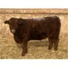 Image 6 : Clear Lake Farming Co. - 830# Replacement Heifers - 45 Head (Stavely, AB)